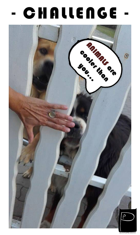 marcsikutyik_2016_09